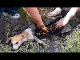 Covered In Oil, Two Pups Whimpered For Hours, Barely Able To Lift Their Heads - Until Help Arrived.
