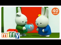 Miffy and the Goldfish | Miffy | Cartoons for kids