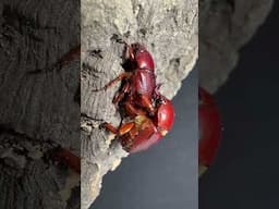 Didrepanephorus mizunumai North Thailand origin
