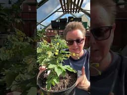 Worried your greenhouse tomatoes won't be pollinated?