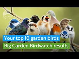 Your 2025 Big Garden Birdwatch top 10 birds | RSPB