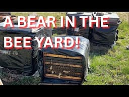 A bear in the bee yard!