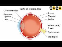 PARTS OF HUMAN EYE CLASS 10 CBSE