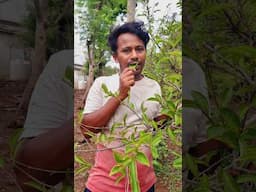 कौन सा पत्ता है यह? कच्चा भी खा लेते |#viralshort