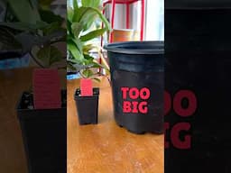 3 transplanting MISTAKES to avoid 🌱
