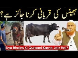 Kya Bhains Ki Qurbani Jaiz Hai? Maulana Makki Al Hijazi | Islamic Group