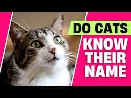 Do Cats REALLY Know Their Names🐱❓ Surprising Truth!