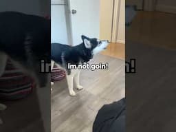 dog gets MAD he can’t sleep with owner! #shorts
