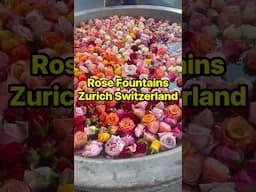 Rose Fountains of Zurich  Switzerland
