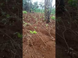 Farming in Nigeria,  Our most busy period in the calendar year