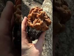Mushroom ASMR: Tapping, Picking, Trimming Snowbank “Morels”Gyromitra/Maublancomyces montana