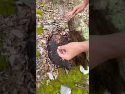 Flipping rocks for snakes! #crazy #cute #outdoors #reptiles #ringneck #snakes #shorts #viral
