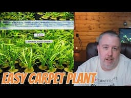 Dwarf Sagittaria Carpet Plant Care