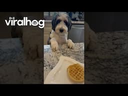 Bernedoodle Tries to Snag Waffles || ViralHog