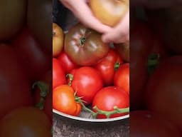 Sun Heat Harvest Time 🌞 🍅