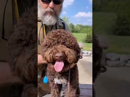 He Can't SEE! Surprising Reason for Lagotto's Fear & Aggression #dogtraining