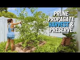 Easy Mulberry Tree Tips and a Fun Recipe You’ll Love!