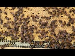 Third Inspection Day 21 ~Adding A Second Brood Box And Vented Bottom Board~how to start beekeeping ￼