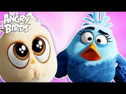 Camping and Survival with Angry Birds