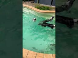 PUPPIES LOVE HAVING A SWIM (SHORTS)