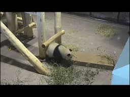 #DCPandas: Giant Panda Qing Bao Plays Indoors