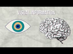 How Reading Shapes Your Brain