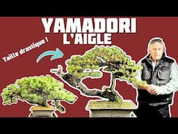 Gaby Fait une Taille Drastique sur un Yamadori 🌱 NEJIKAN BONSAI 🌱