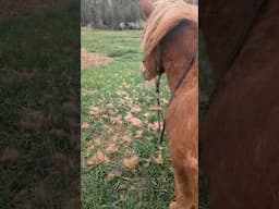 I could knit a sweater with this...😅🐴 #horse #equestrian