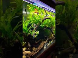Angelfish - So easy to keep