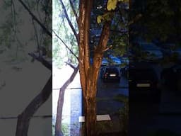 Thunder & Hail Storm in Druzhba, Sofia, Bulgaria! ⚡️Буря с градушка удари жк Дружба в София. #shorts