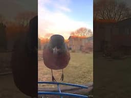 A robin is a sign of the SPRING season! #birdwatching #spring #wild birds #birdfeedercamera