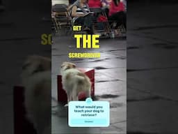 This Dog Can Retrieve a Screwdriver?!
