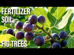 Why Aren’t My Fig Trees Growing? The Soil & Fertilizer Fix