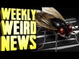 Cocaine Fly - Weekly Weird News