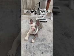 We found out our dog can’t hear #shorts #ohsofamily #dog #animals #reels