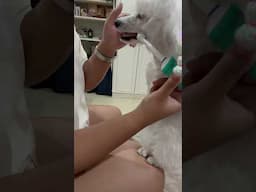 How I brush my dog’s Teeth