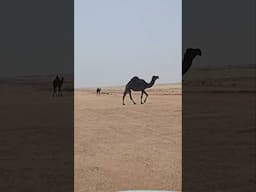 Camel Desert Paradise