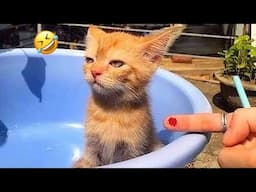 You Laugh You Lose😋😻New Funniest Dogs and Cats 2025😹🐕 #3
