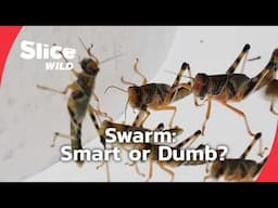 The Truth About Swarms – Genius or Madness? | SLICE WILD | FULL DOC