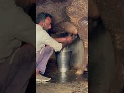 Buffalo milking by hand