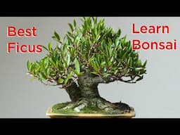 Bonsai for Beginners: Which Ficus Species is BEST?