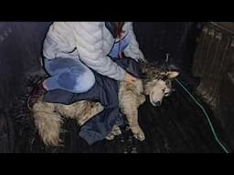 He Collapsed From Poison, Soaked In A Puddle, Still Hope His Owner Might Turn Back One Last Time...