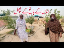 Aman Kay Bagh Kay Phal | Village Family Vlogs Routine | Daily Life Style Vlogs | Aayatvlogs.