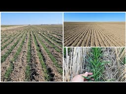 Winter Wheat Update!
