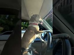 If I get arrested for letting my dog drive I’m calling @Pika_Labs to bail me out #pikaddition