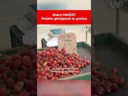 Emeryt MIAŻDŻY Polaków głosujących za granicą