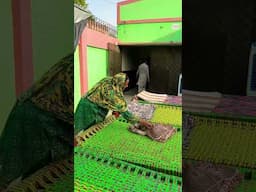 Gaon ki sham #rabiaahmadvlogs #viralvideo #villagelife #viralshort #shorts