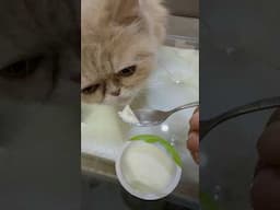 Best prebiotic for your cat #dahi #persiancat