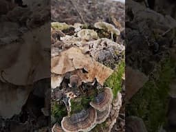 Turkey Tails Boost the Immune System!
