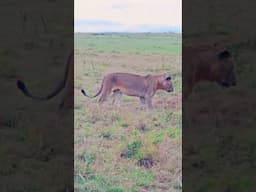 Watch These Lions Play On A Cool Damp Morning!! | #Wildlife #ShortsAfrica